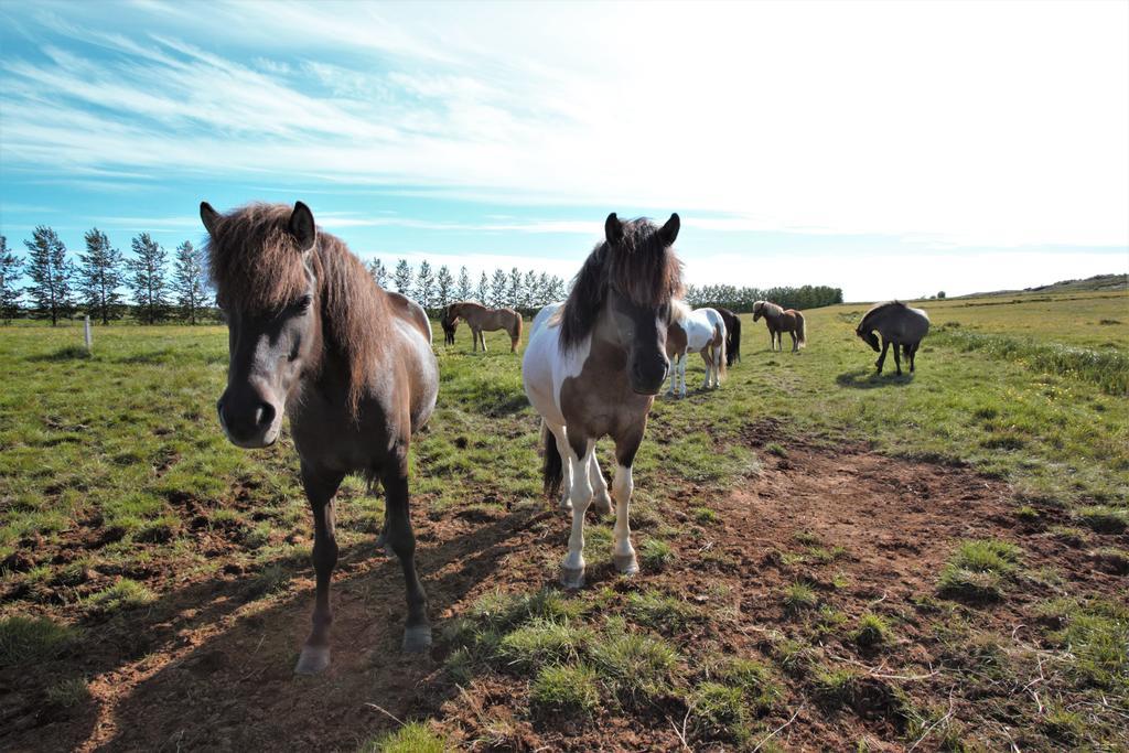 Greenkey Ranch - Fell Reykholt  Kültér fotó
